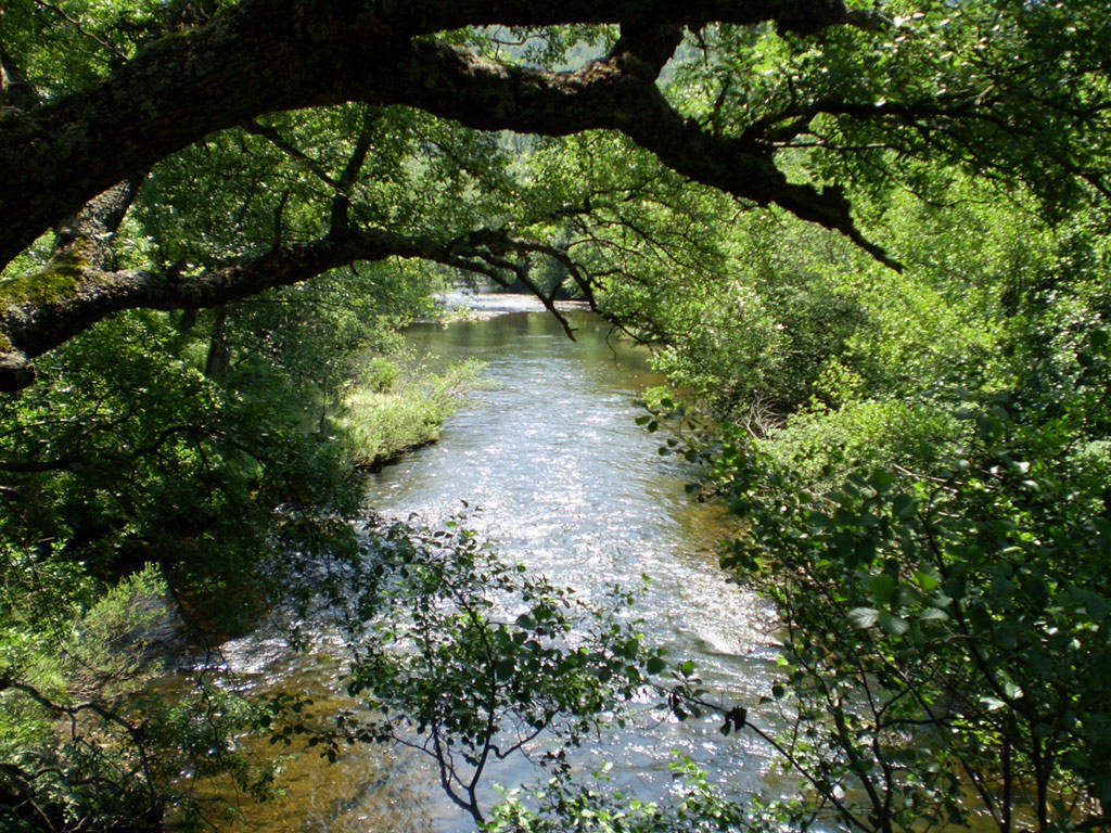 The Nela river