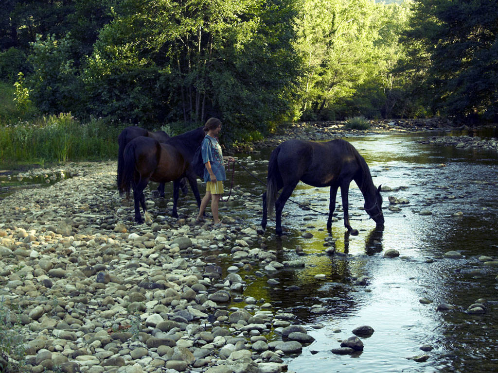 Horses drinking in the river